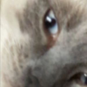 Meet your Posher, Sofia